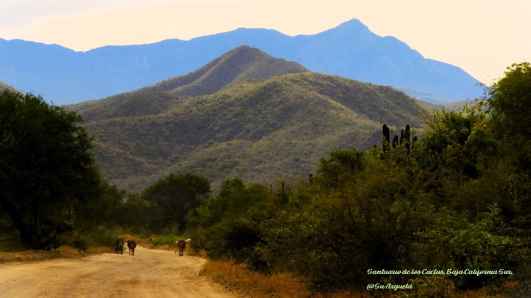 Extraño Cotidiano | Finisterrae&nbsp;I