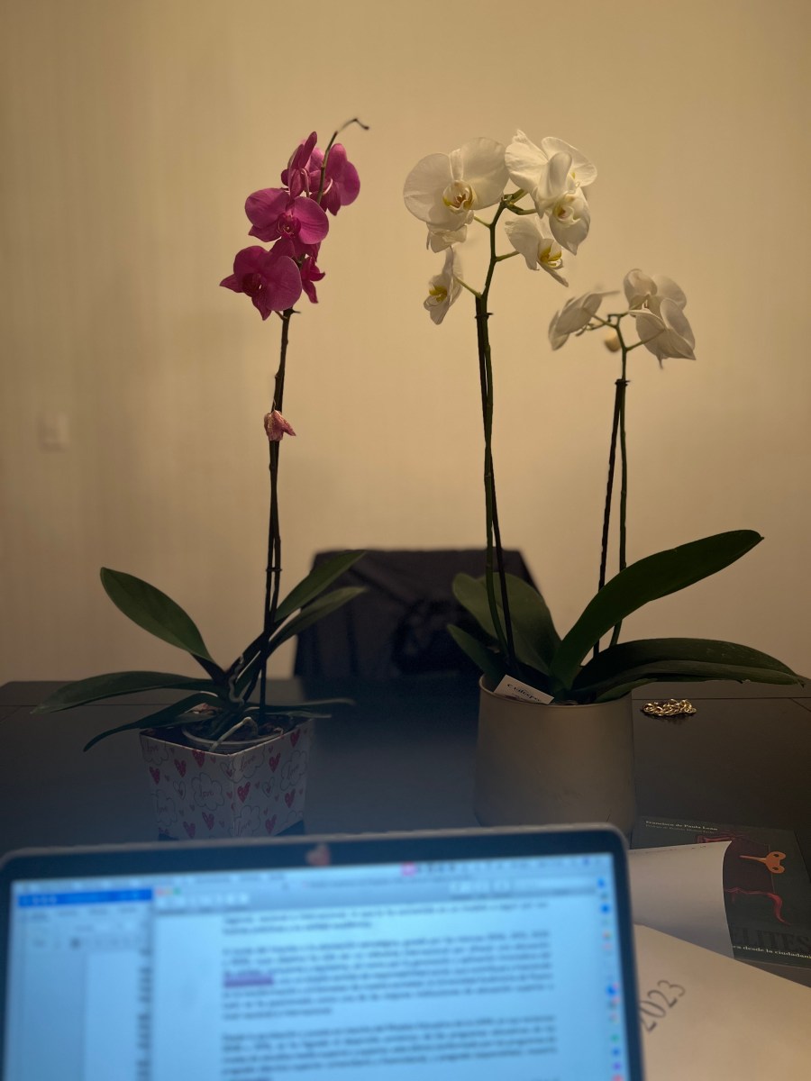 Entre calles y páginas | Un espacio propio también necesita&nbsp;flores