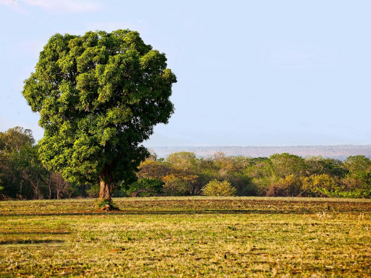 Los árboles y las pantallas que me rodean | Árbol de&nbsp;mango