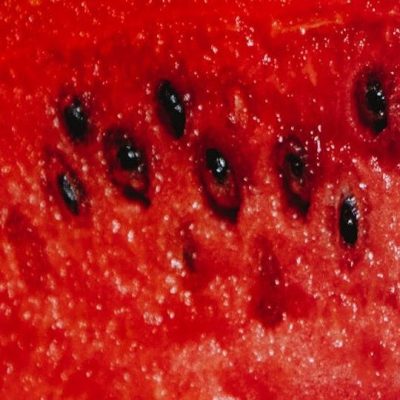 Letras Revueltas|Sembrar una&nbsp;semilla