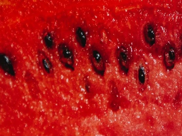 Letras Revueltas|Sembrar una&nbsp;semilla