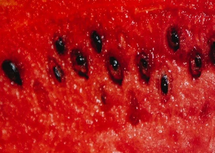 Letras Revueltas|Sembrar una&nbsp;semilla