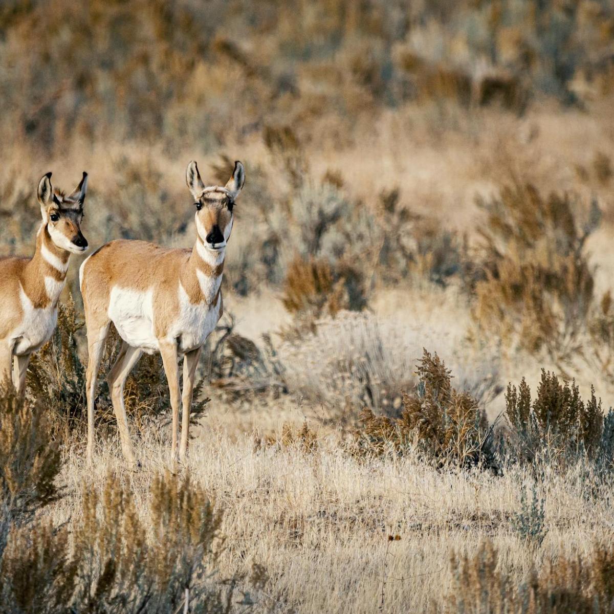 Los árboles y las pantallas que me rodean | Berrendos en el&nbsp;pastizal