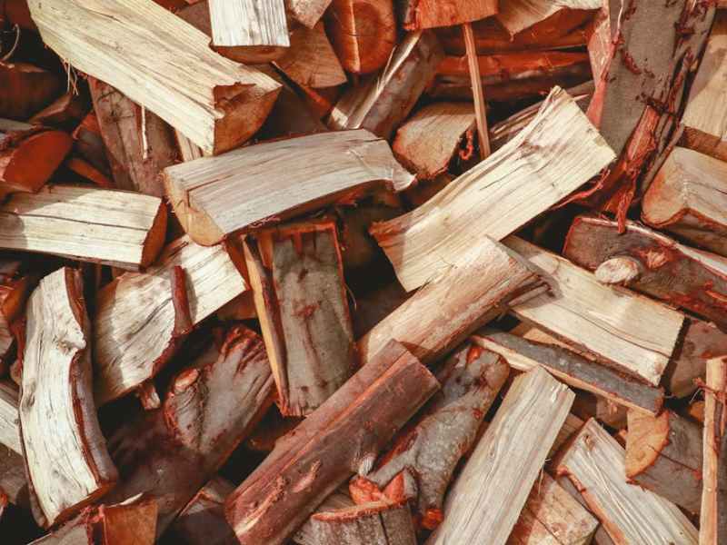 Los árboles y las pantallas que me rodean | La vida adentro y&nbsp;alrededor