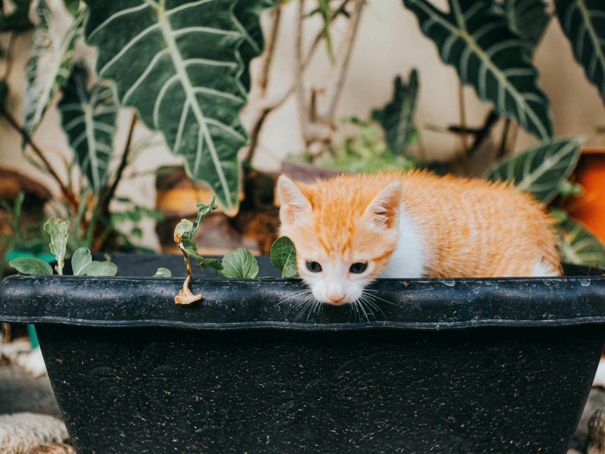 Letras Revueltas|Razones para salvar el mundo. Parte I. Rabo de&nbsp;Nube
