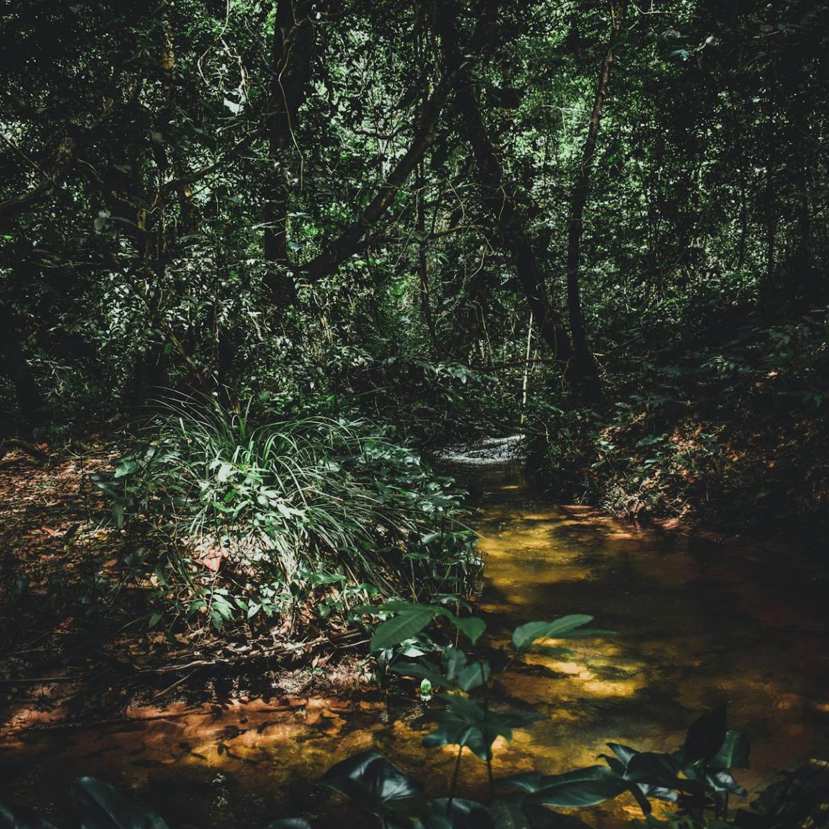 Los árboles y las pantallas que me rodean | El cuerpo de la&nbsp;naturaleza