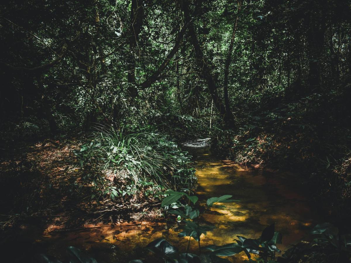 Los árboles y las pantallas que me rodean | El cuerpo de la&nbsp;naturaleza