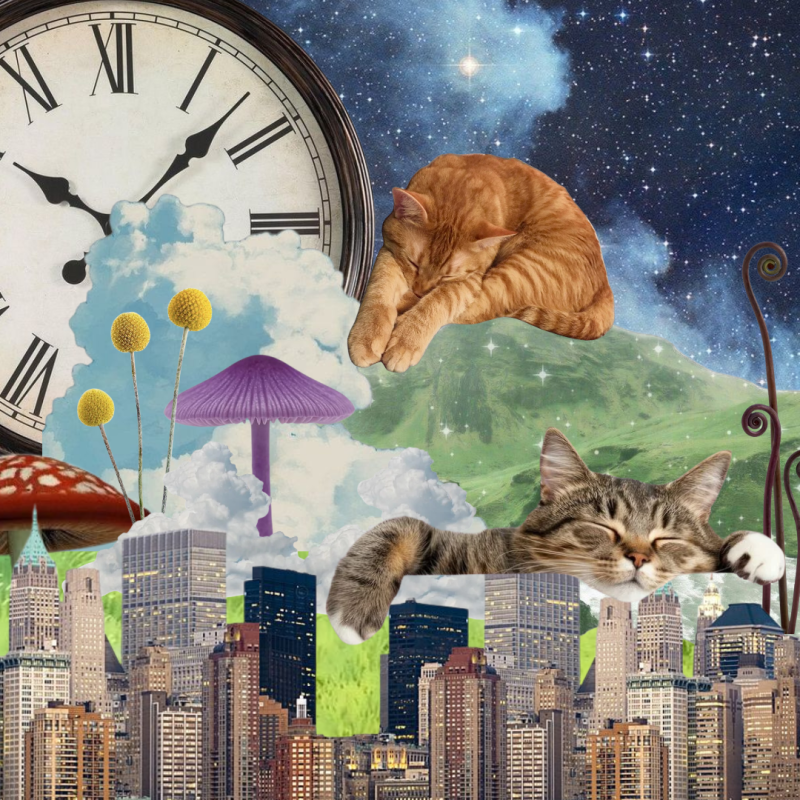 Ser como mi&nbsp;gato